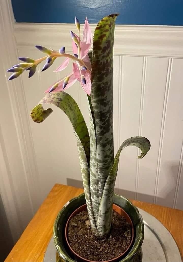 Quesnelia marmorata — houseplant care guide