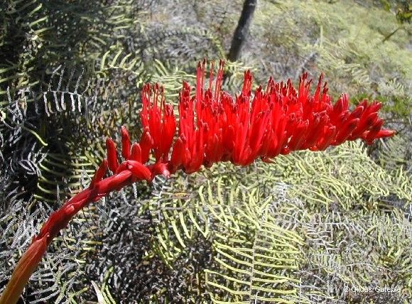 Xeronema moorei flower
