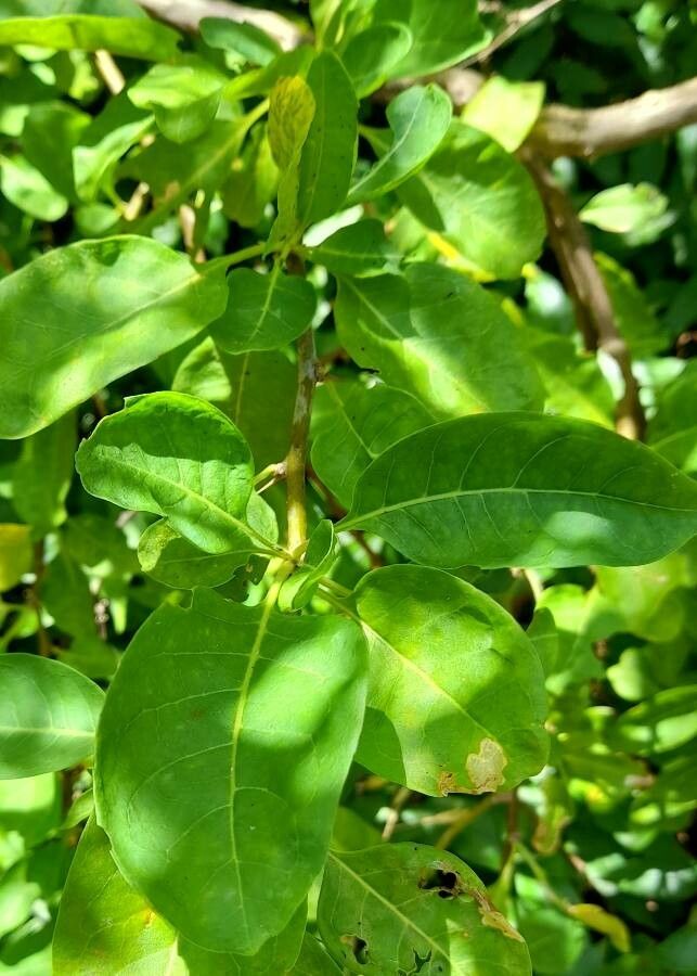 Lycium cestroides — search result for 'Lycium'