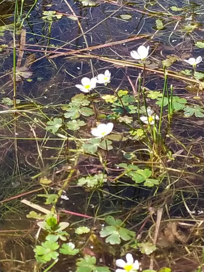 Ranunculus ololeucos habit