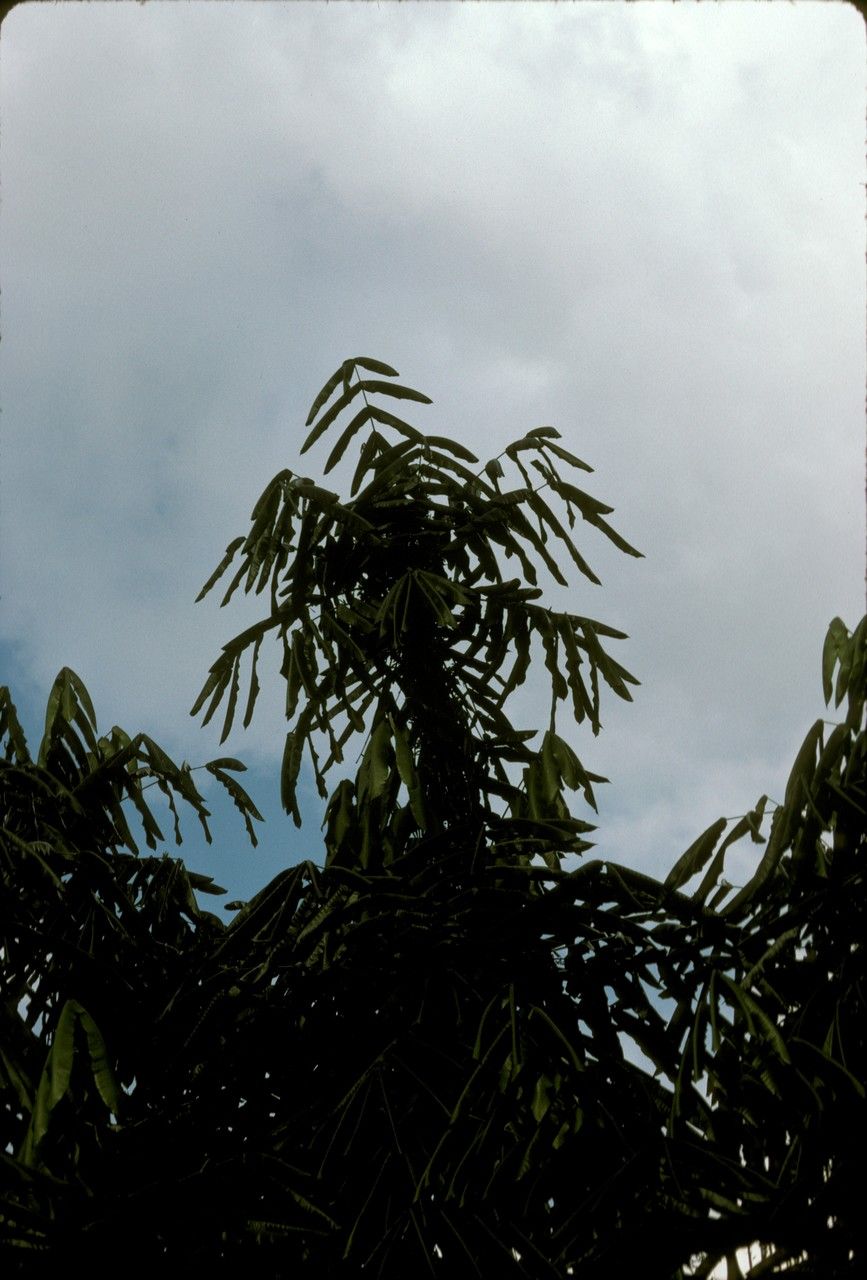 Aglaia argentea — search result for 'Brunei'