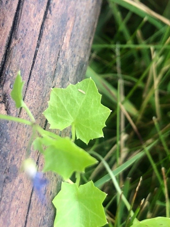 Wahlenbergia hederacea — search result for 'Campanula'