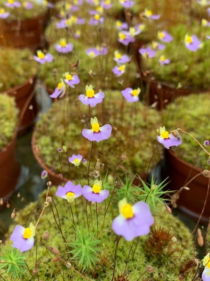 Utricularia dichotoma flower