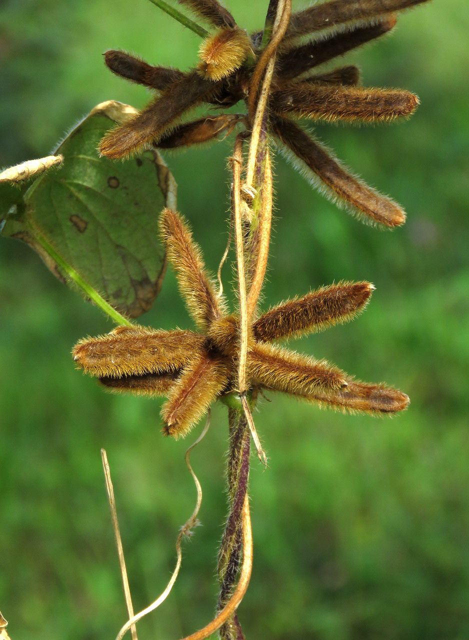 Calopogonium mucunoides fruit