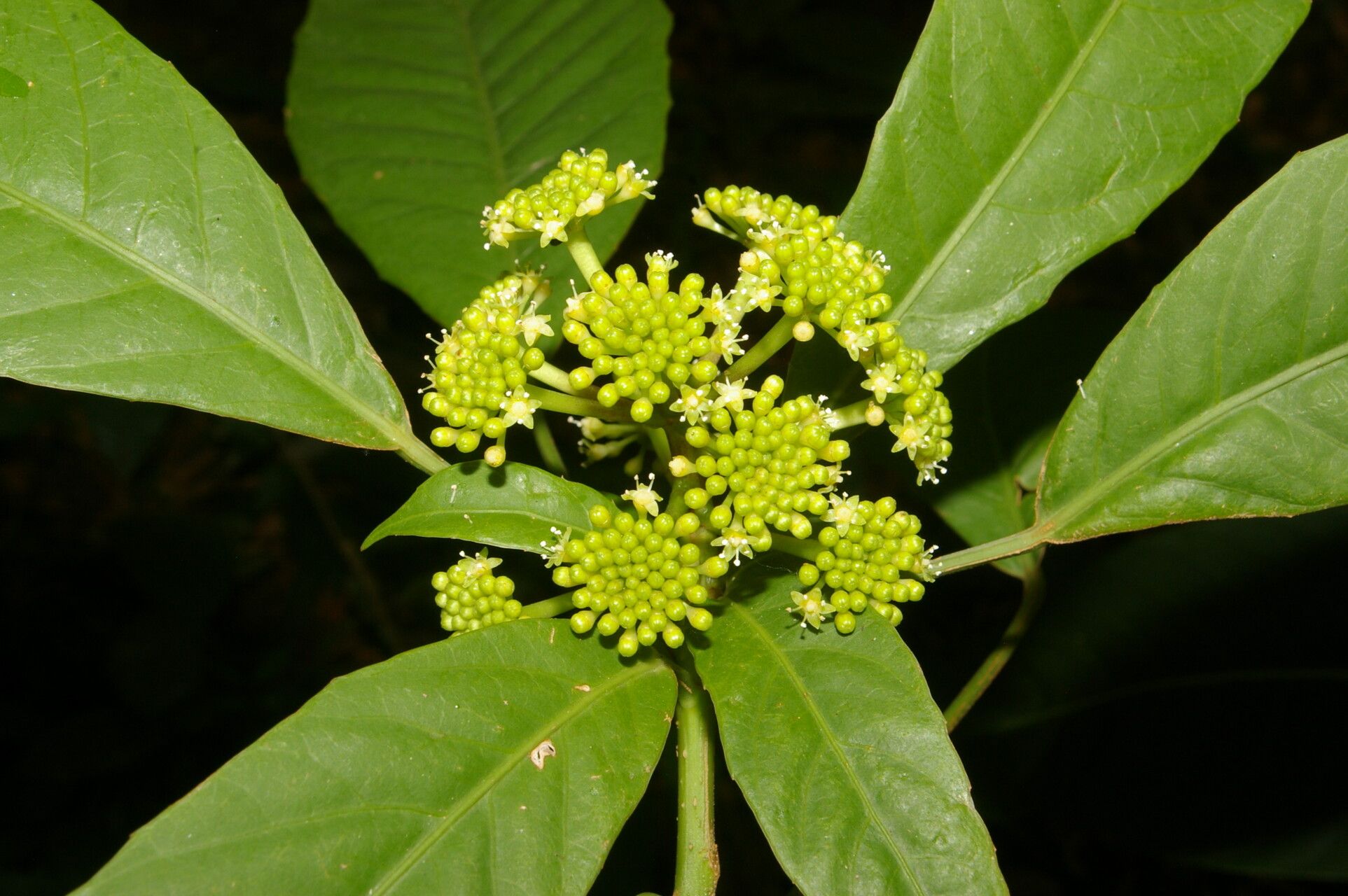 Dendropanax stenodontus flower