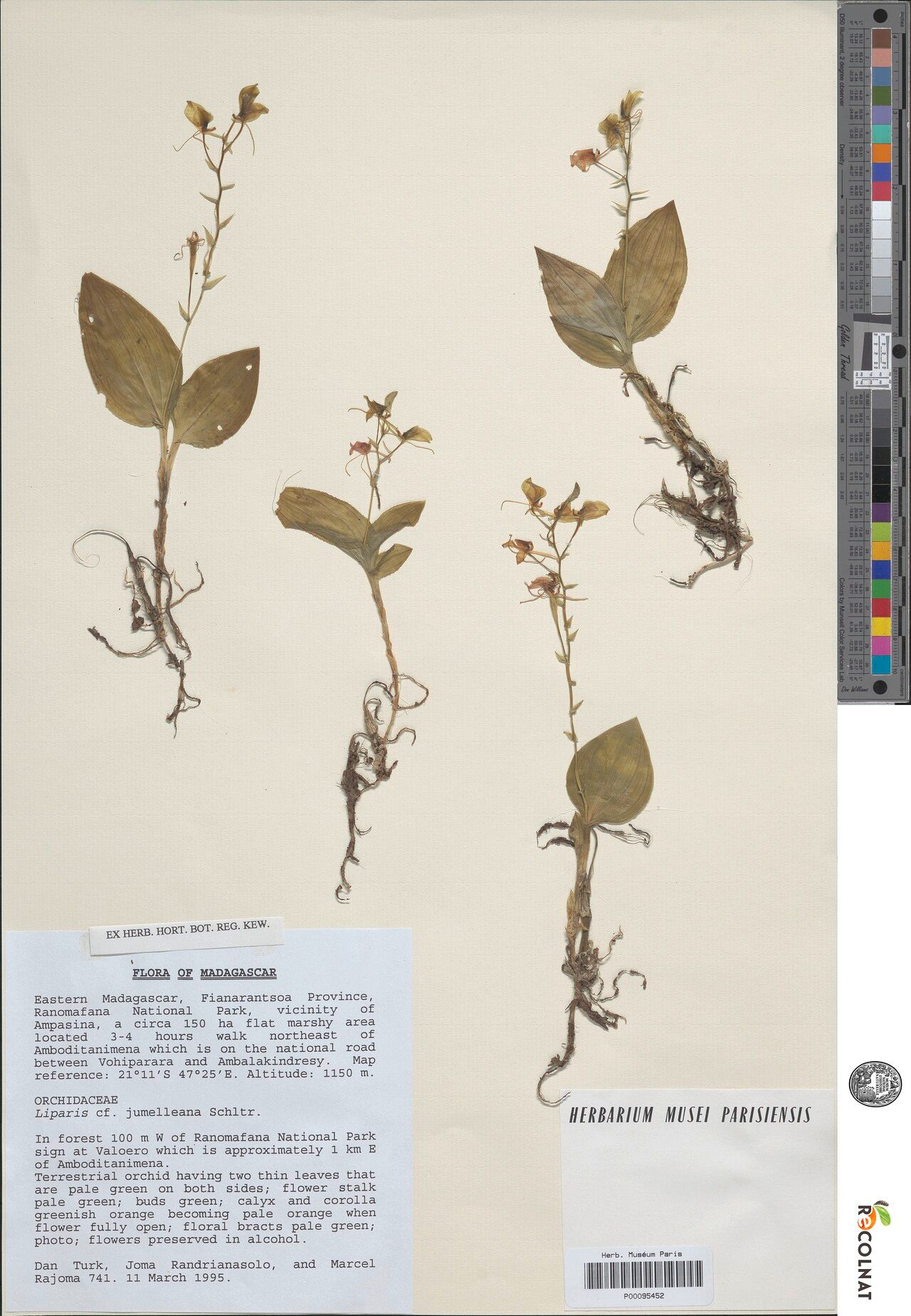 Liparis ornithorrhynchos — houseplant care guide