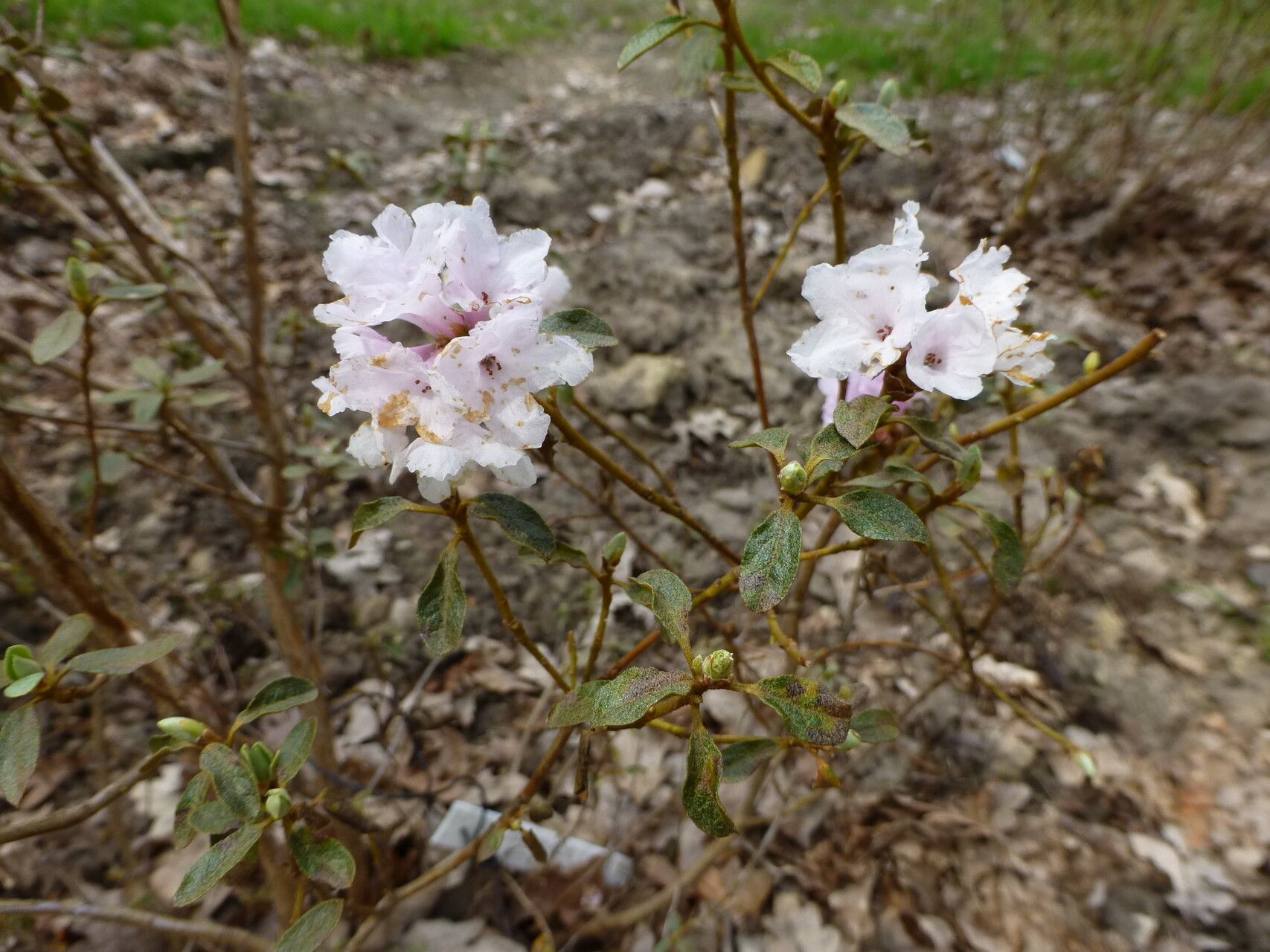 Rhododendron laudandum habit