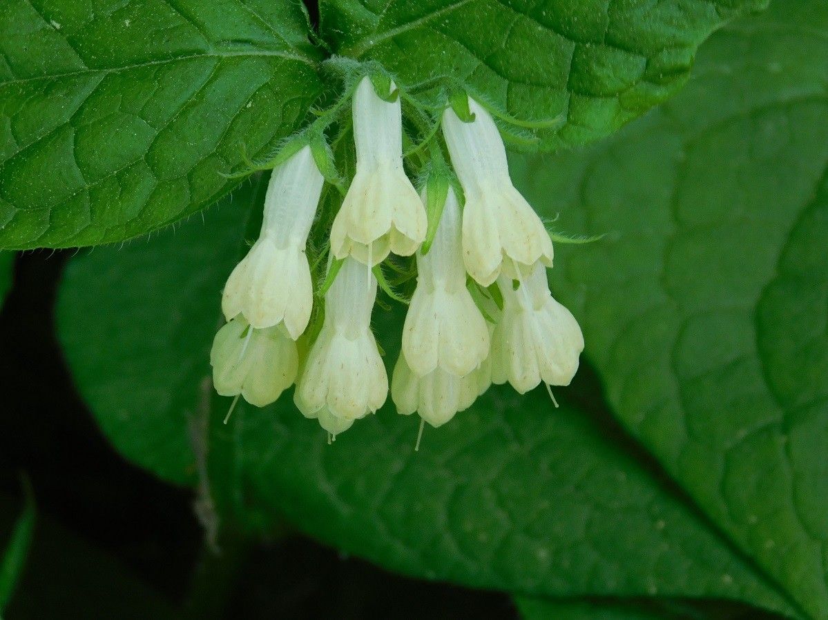Symphytum ibiricum flower