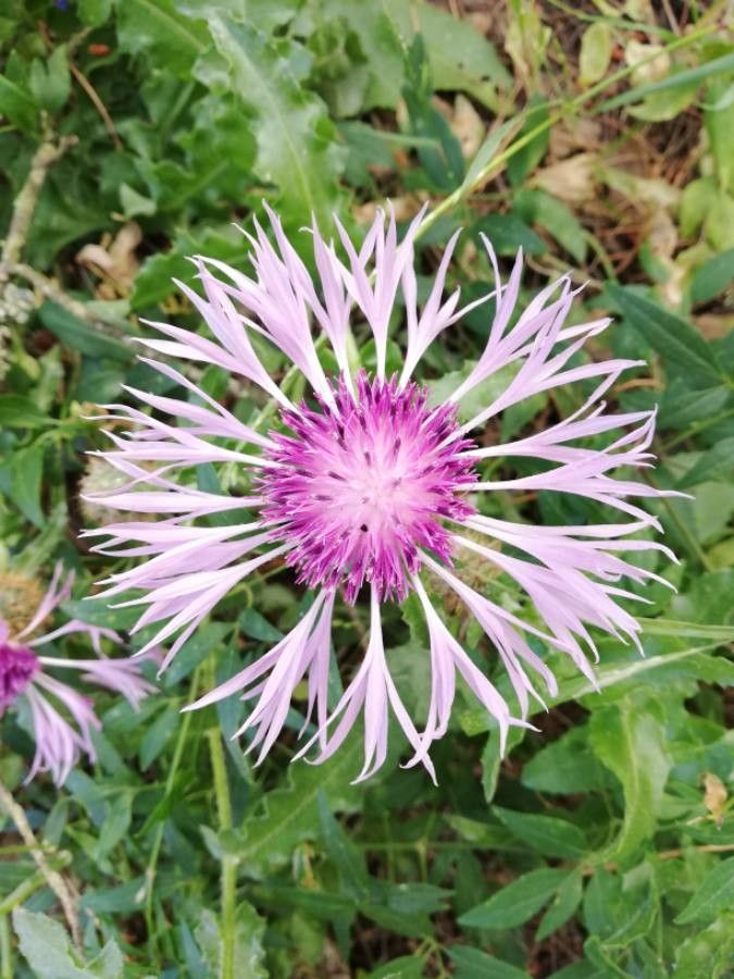 Centaurea napifolia flower