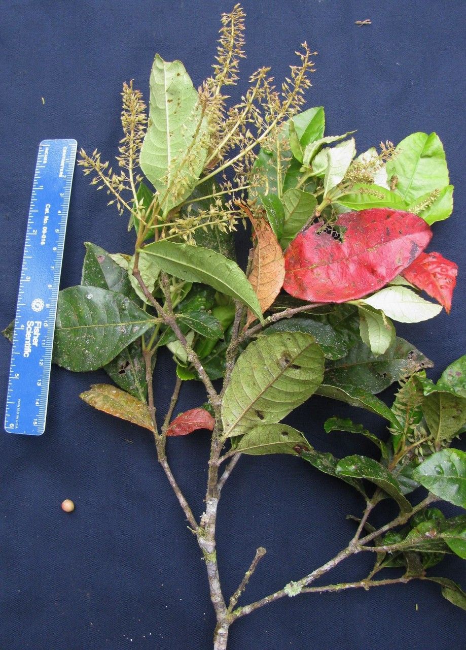 Weinmannia laurina other