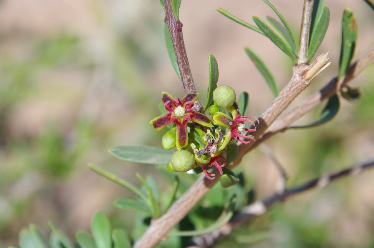 Periploca angustifolia flower