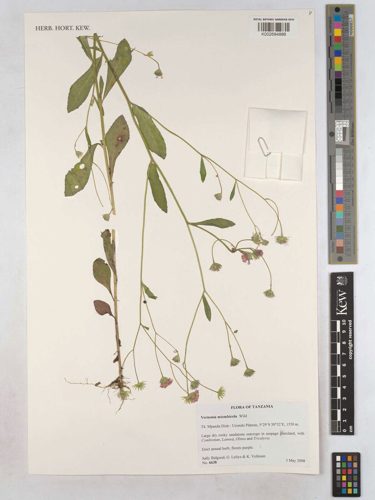 Vernonia miombicola — houseplant care guide