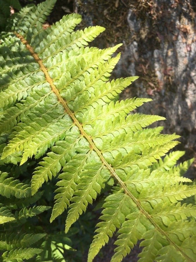Polystichum mohrioides — search result for 'Polystichum'