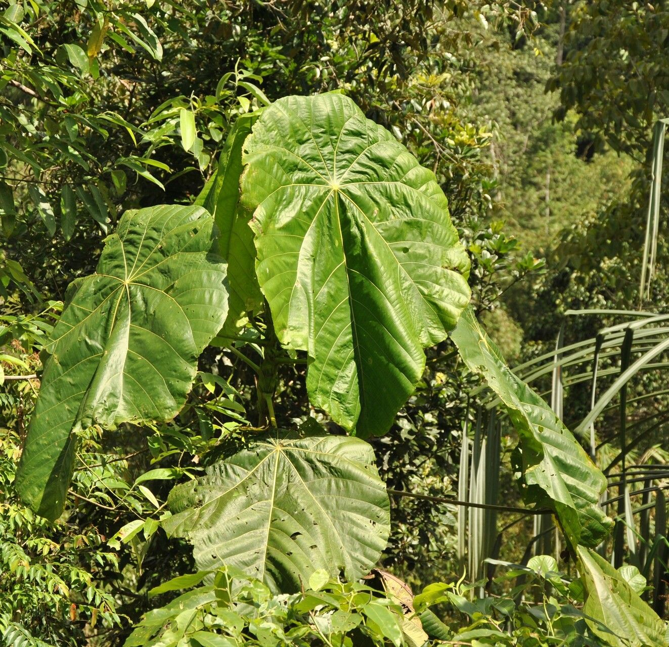 Macaranga gigantea — houseplant care guide