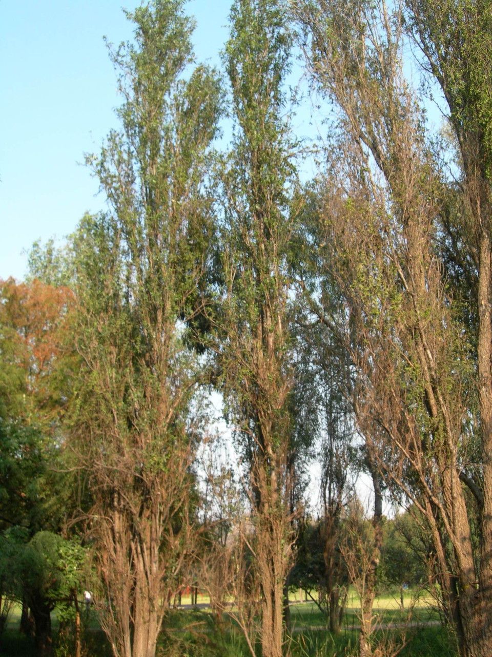 Salix bonplandiana habit