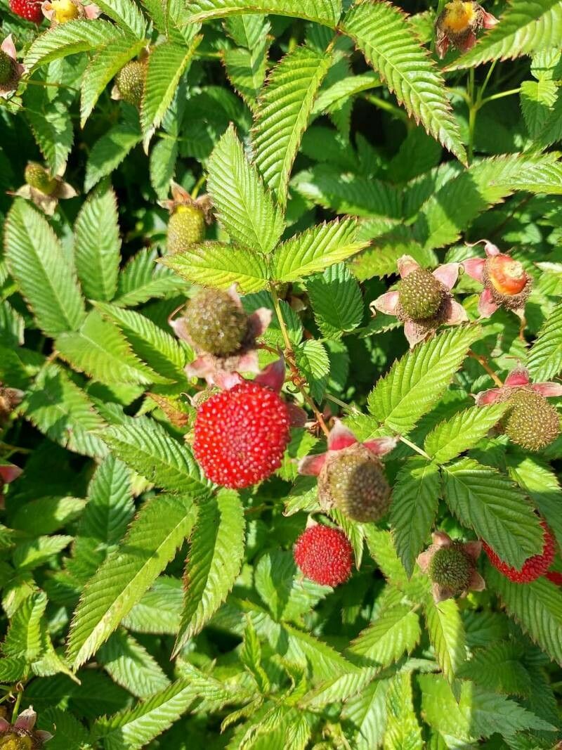 Rubus illecebrosus fruit