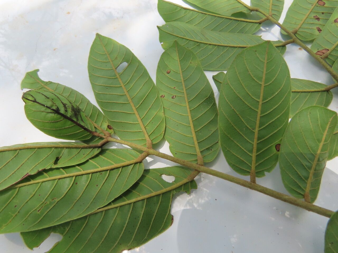 Ormosia subsimplex — houseplant care guide