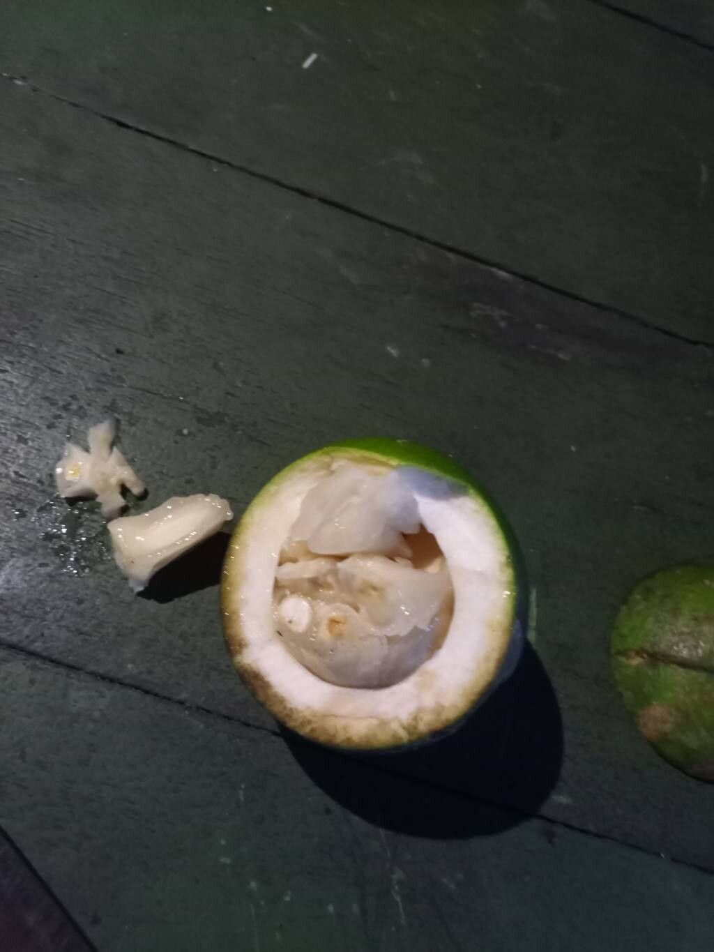 Casearia combaymensis fruit