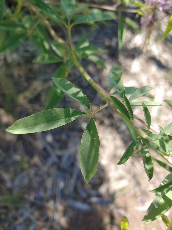 Cleome serrulata — search result for 'western Canada'