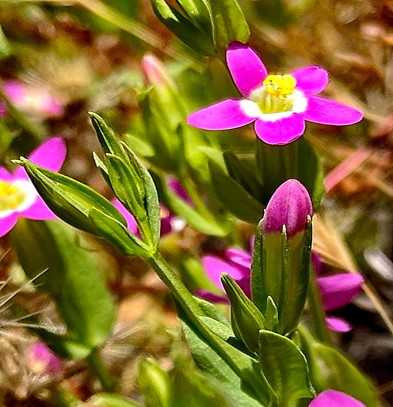 Zeltnera davyi — houseplant care guide