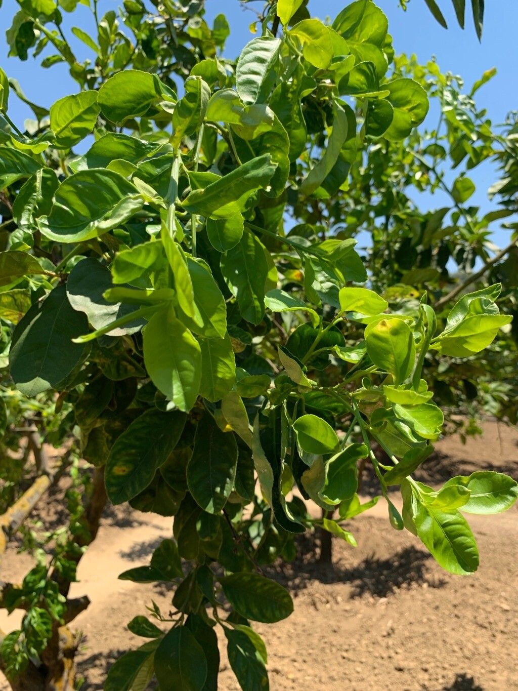 Citrus latifolia leaf