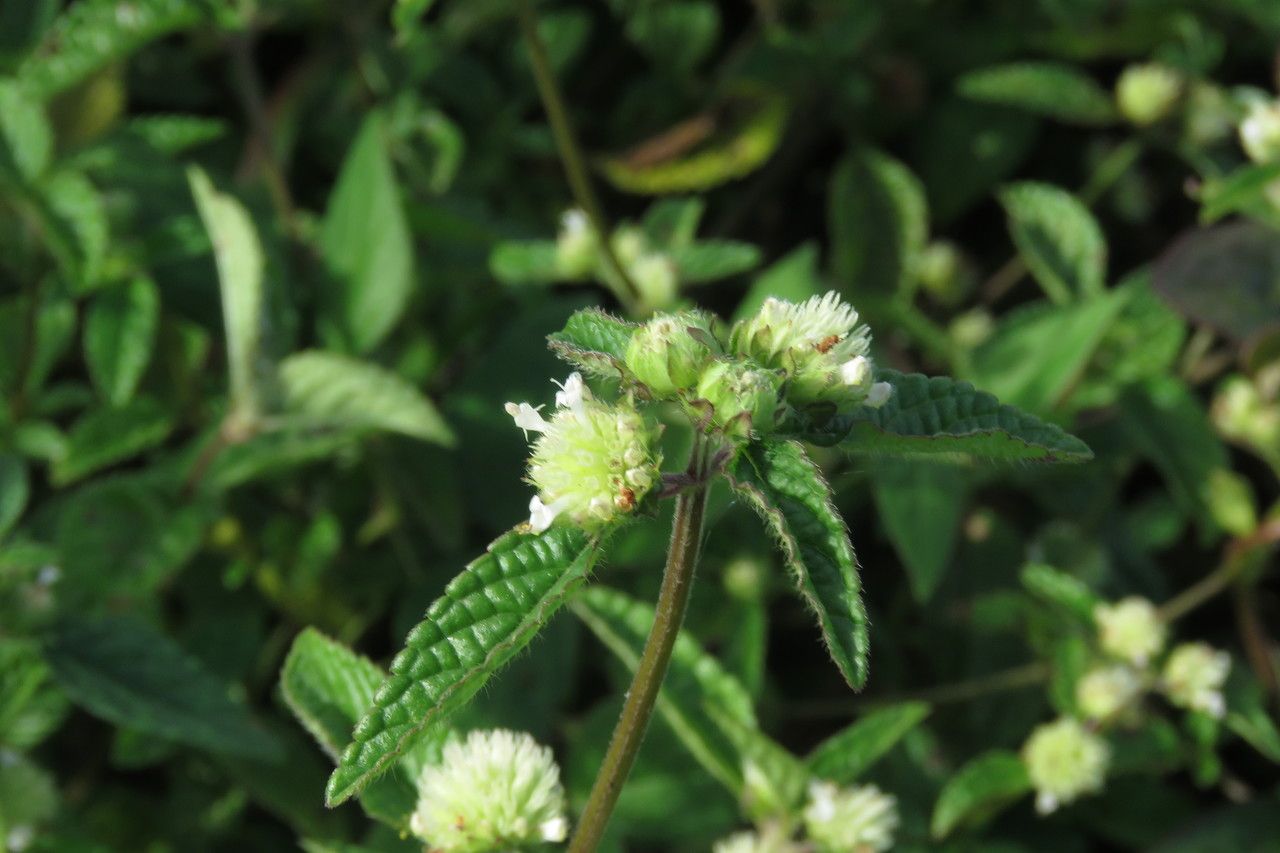 Hyptis atrorubens leaf