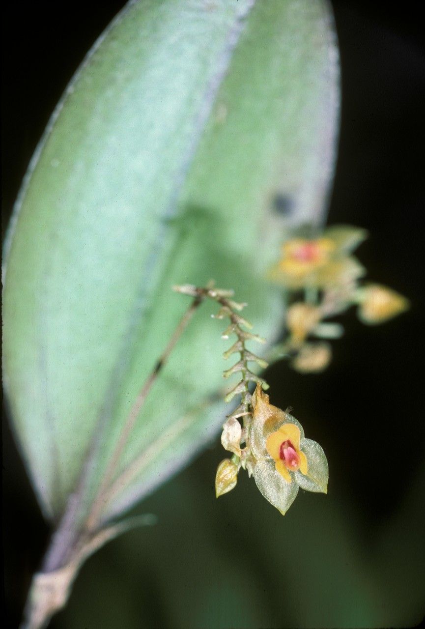 Lepanthes ovalis — houseplant care guide