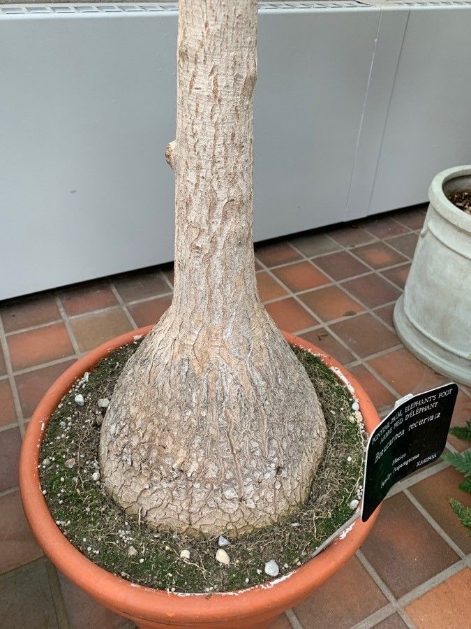 Beaucarnea pliabilis bark