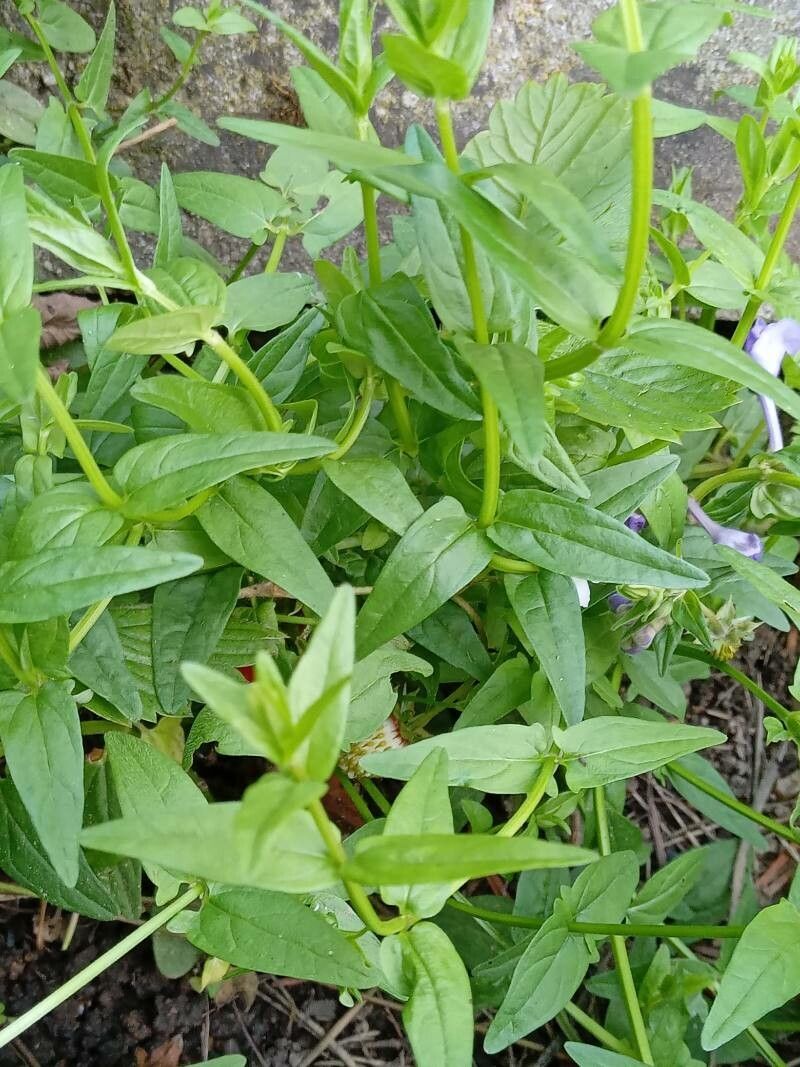 Scutellaria hastifolia leaf
