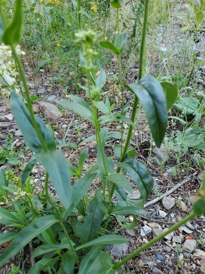 Penstemon confertus leaf