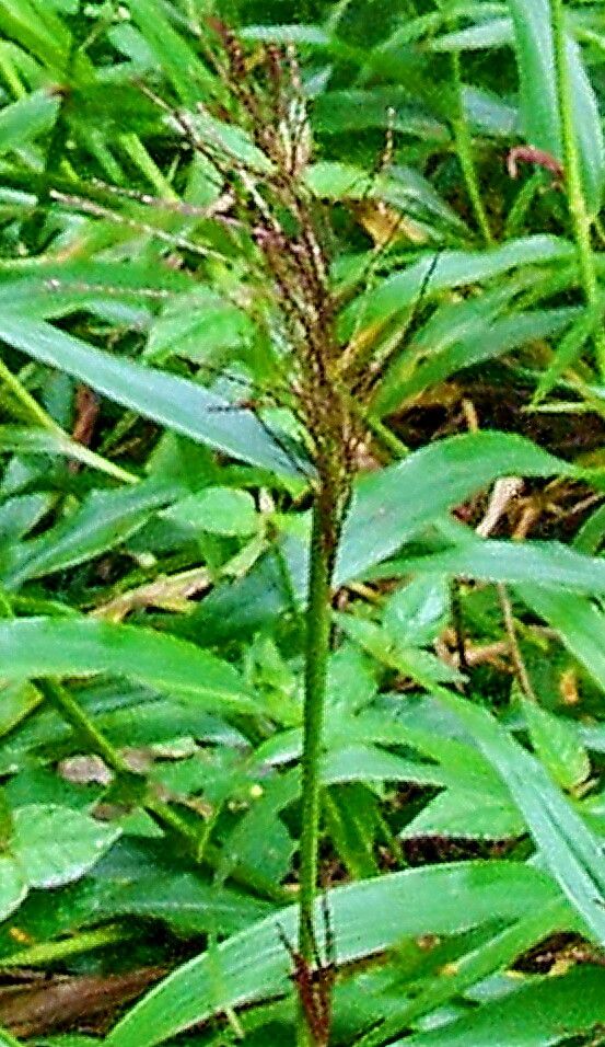 Axonopus scoparius — houseplant care guide