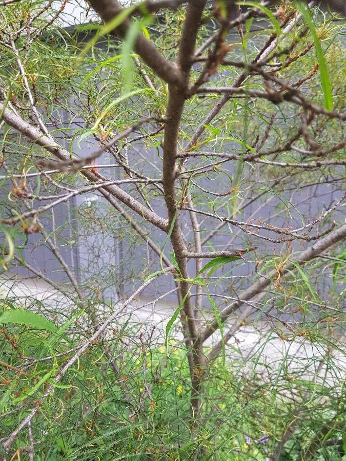 Salix humboldtiana bark