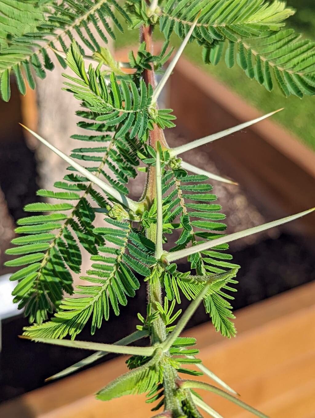 Acacia abyssinica leaf