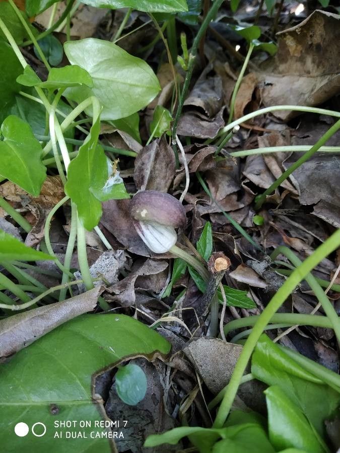 Arisarum proboscideum flower