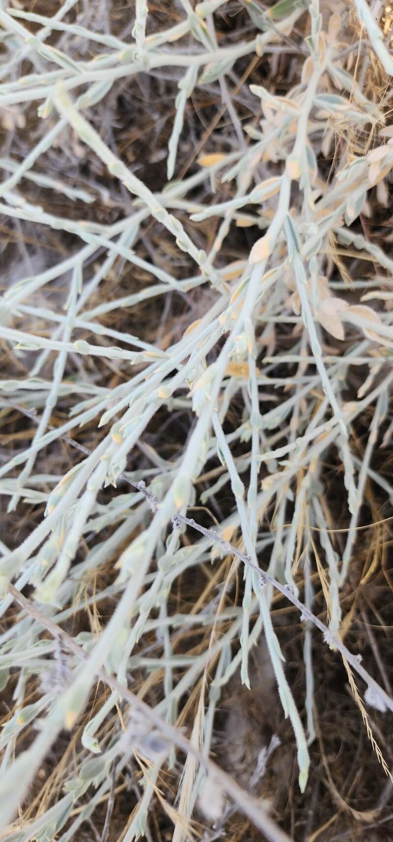 Convolvulus oxyphyllus bark