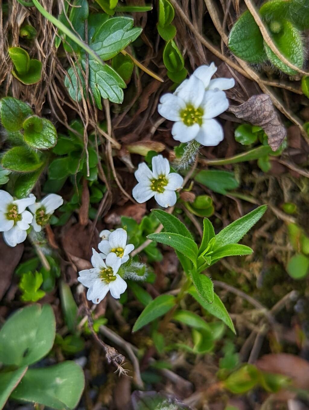 Saxifraga androsacea flower