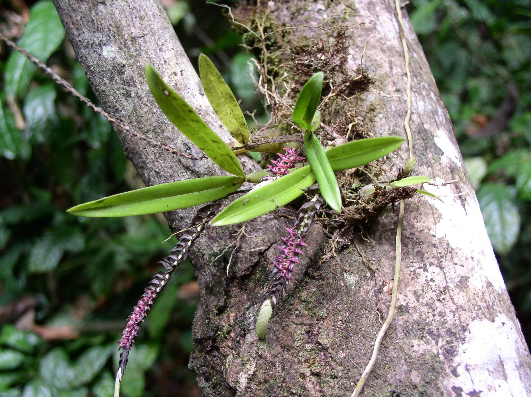 Bulbophyllum cochleatum habit