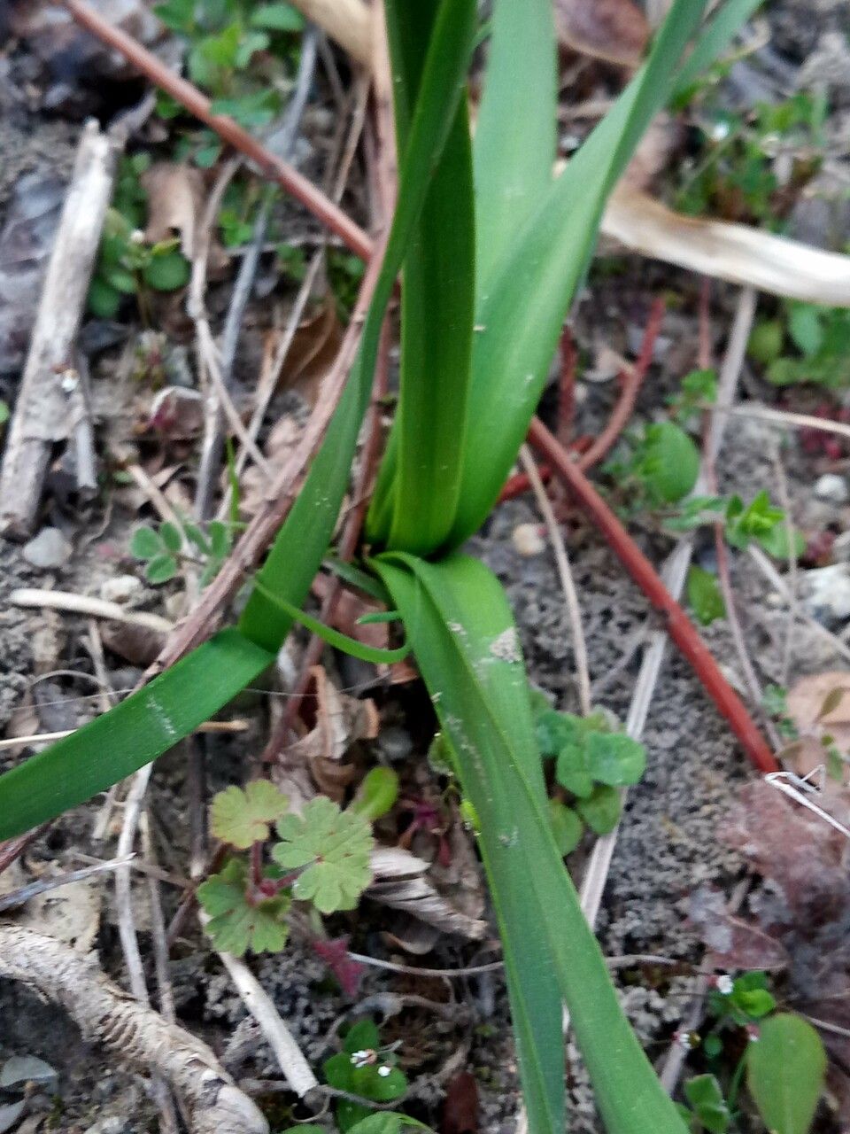 Narcissus dubius leaf