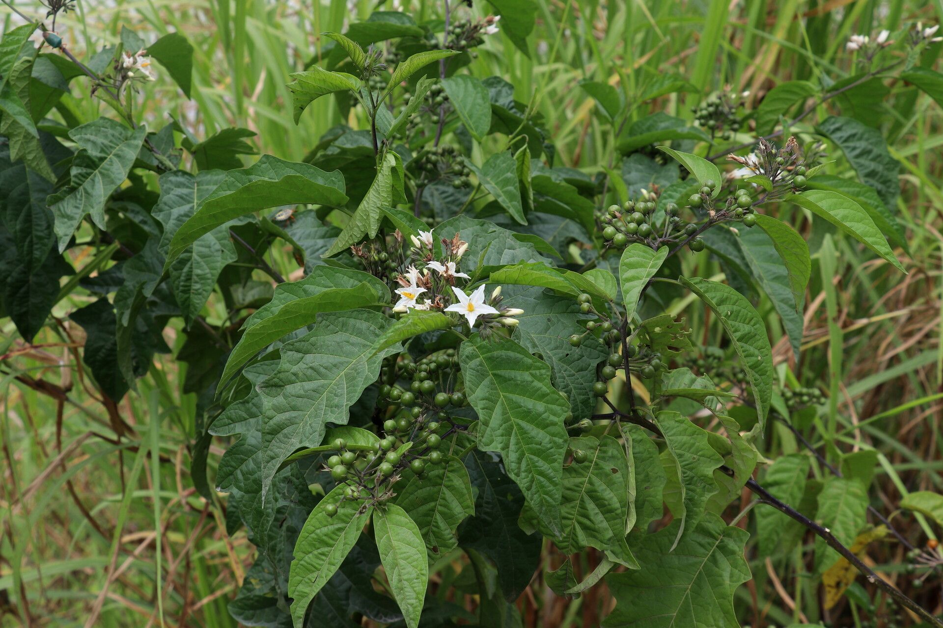 Solanum caricaefolium — houseplant care guide