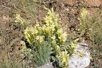 Scutellaria przewalskii flower
