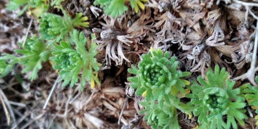 Saxifraga moncayensis — houseplant care guide