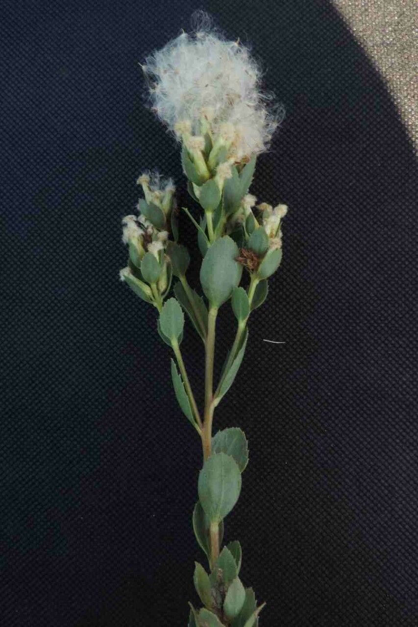 Baccharis sessiliflora fruit