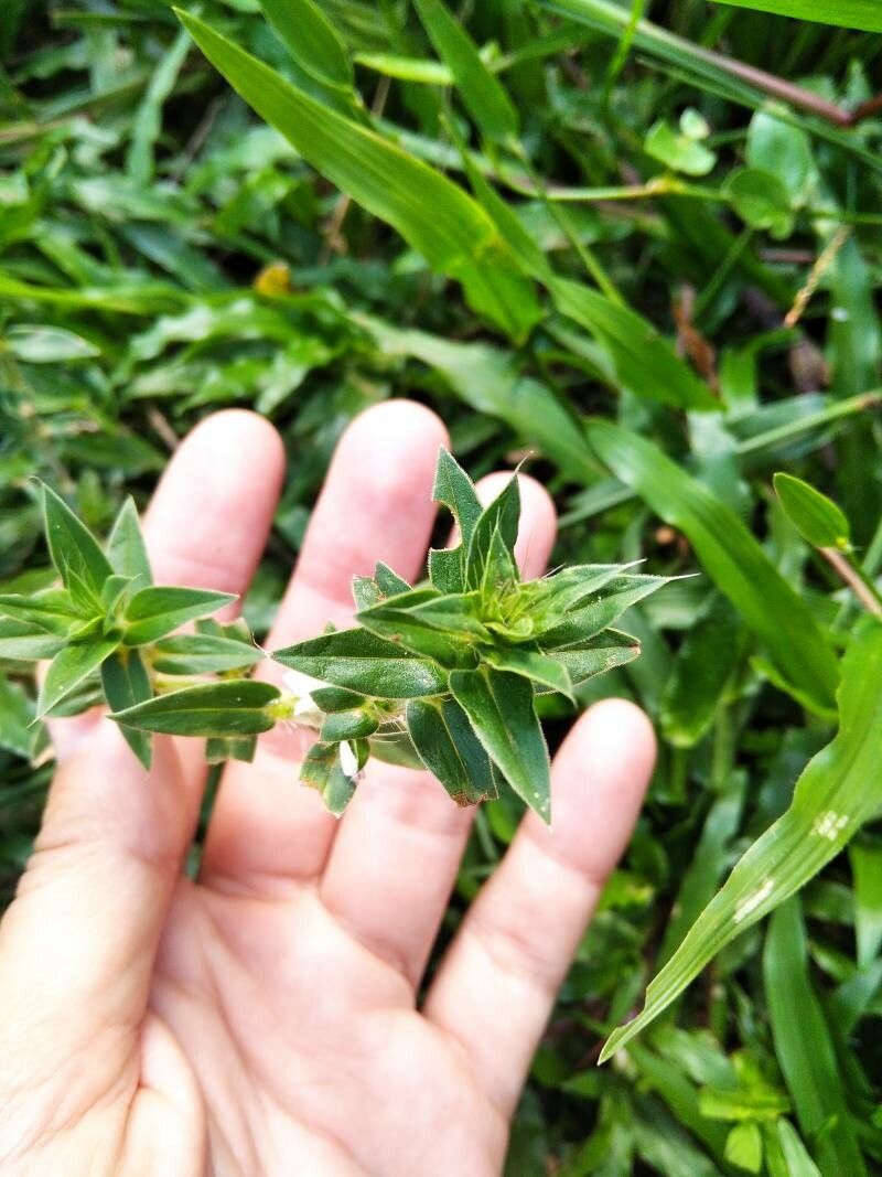 Richardia stellaris leaf