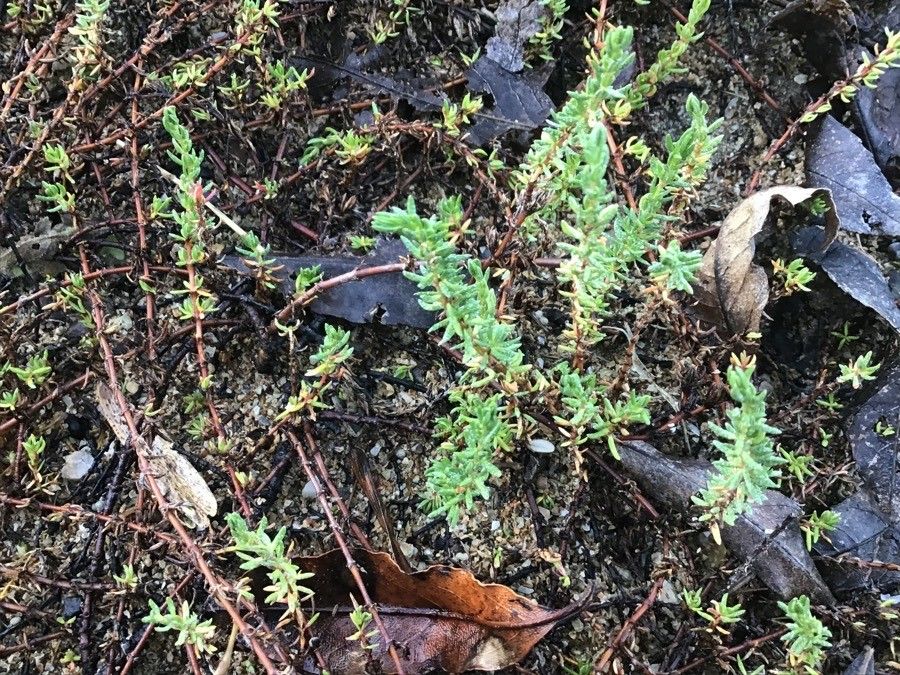 Frankenia laevis leaf