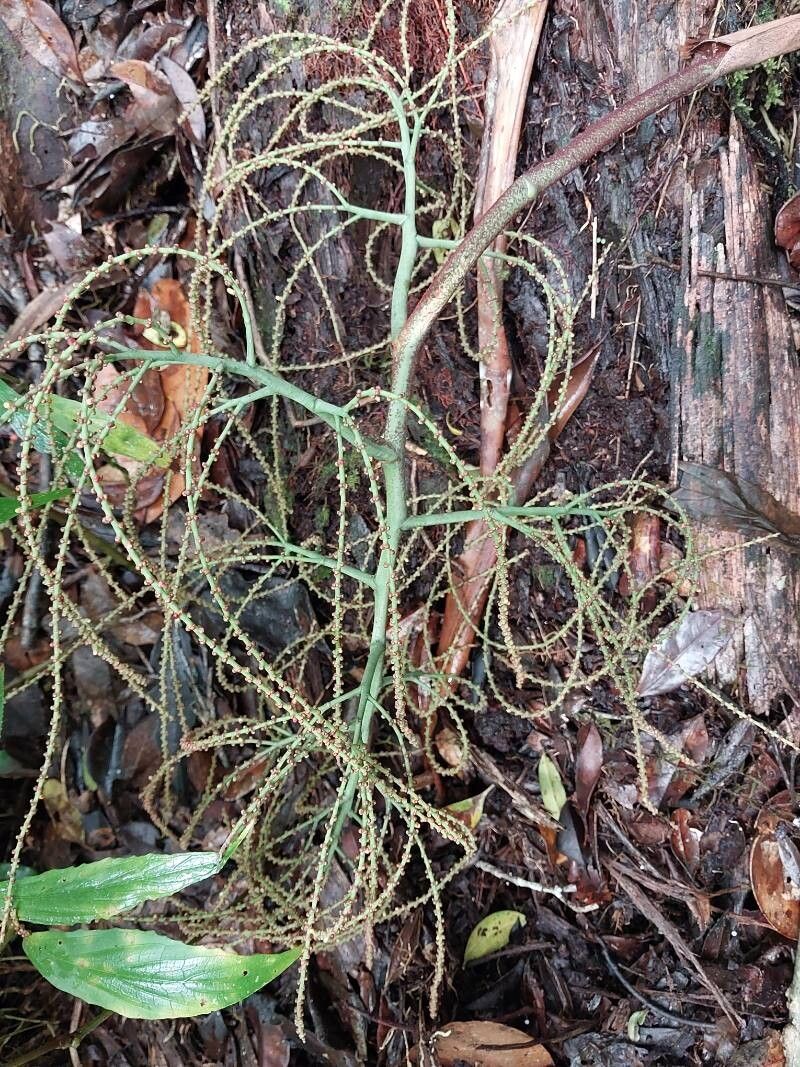 Dypsis nodifera flower