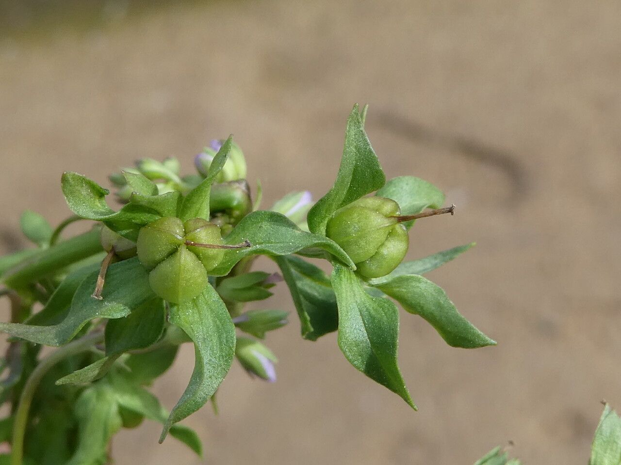Veronica anagallis-aquatica fruit