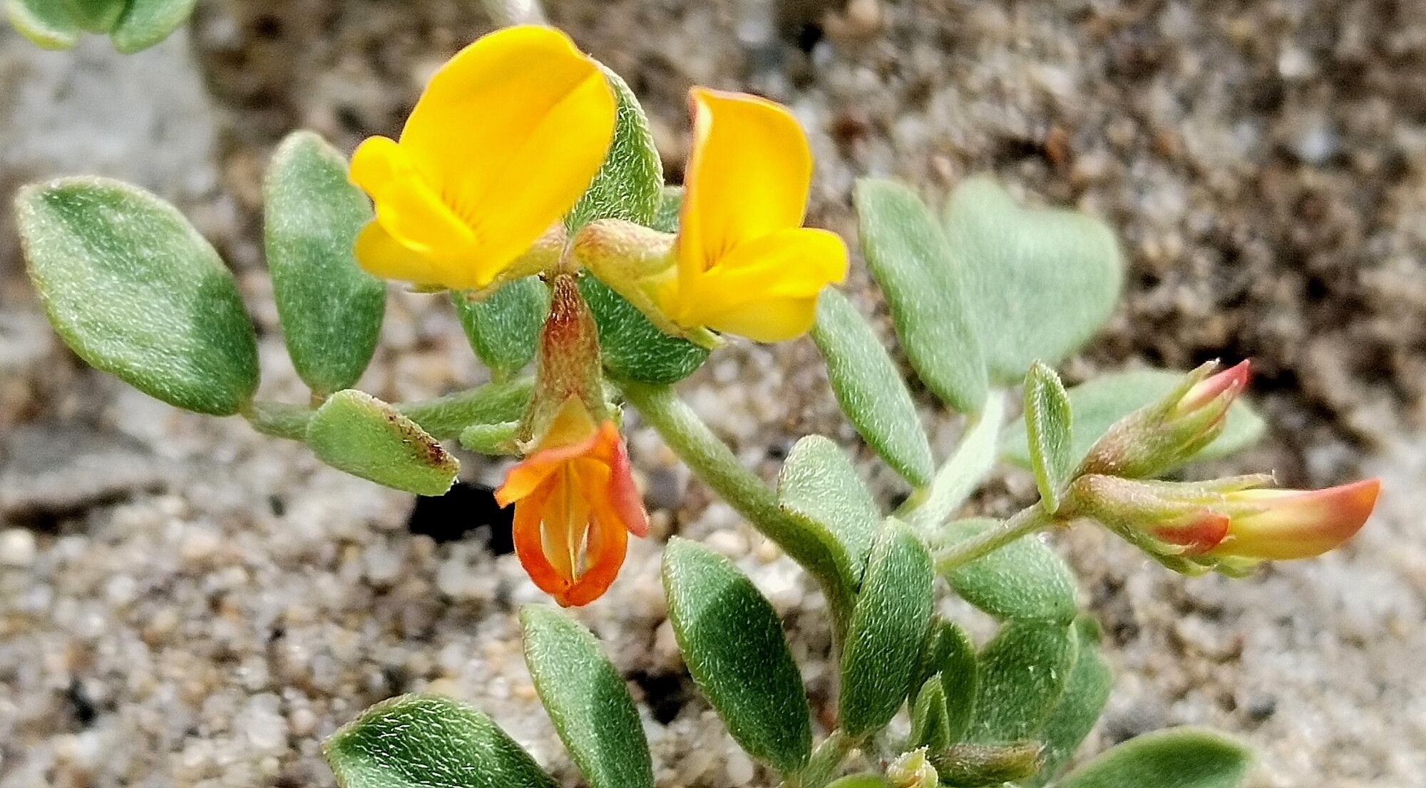 Acmispon strigosus flower
