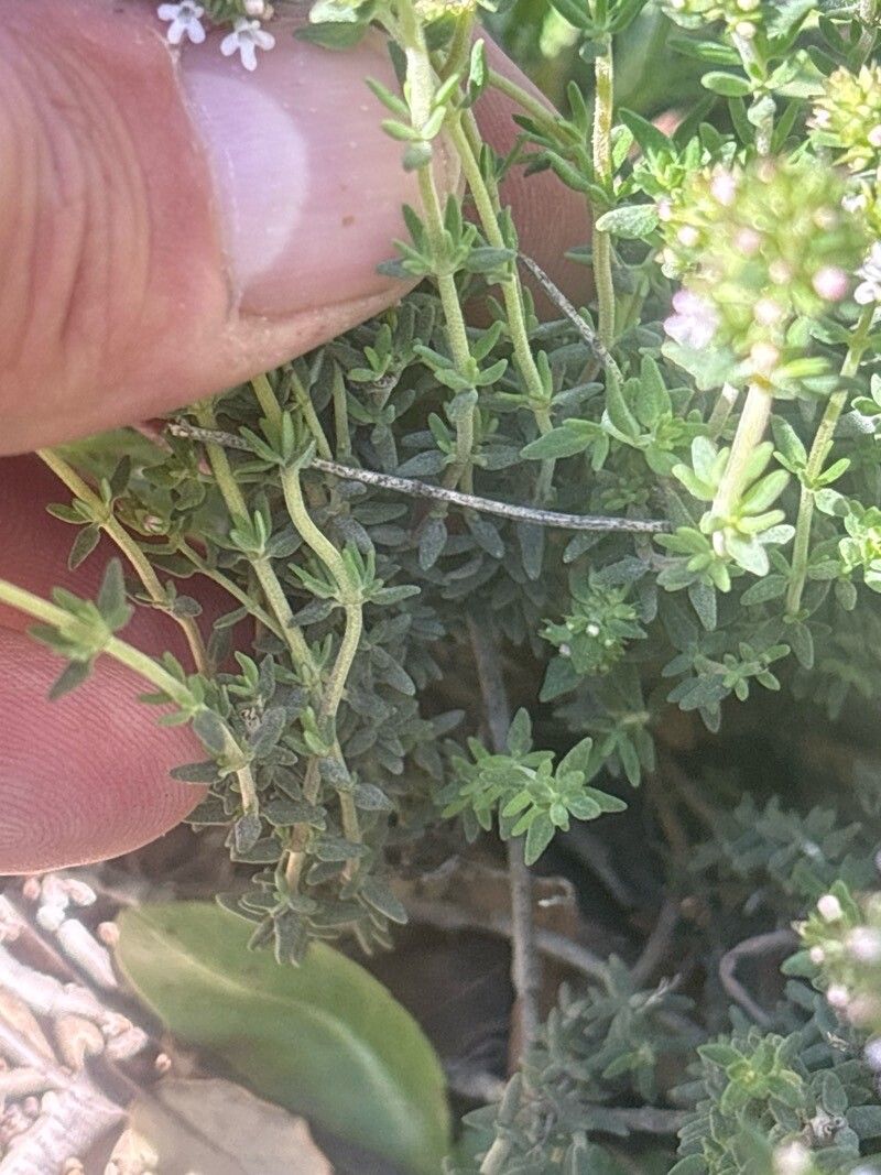 Thymus lacaitae — houseplant care guide