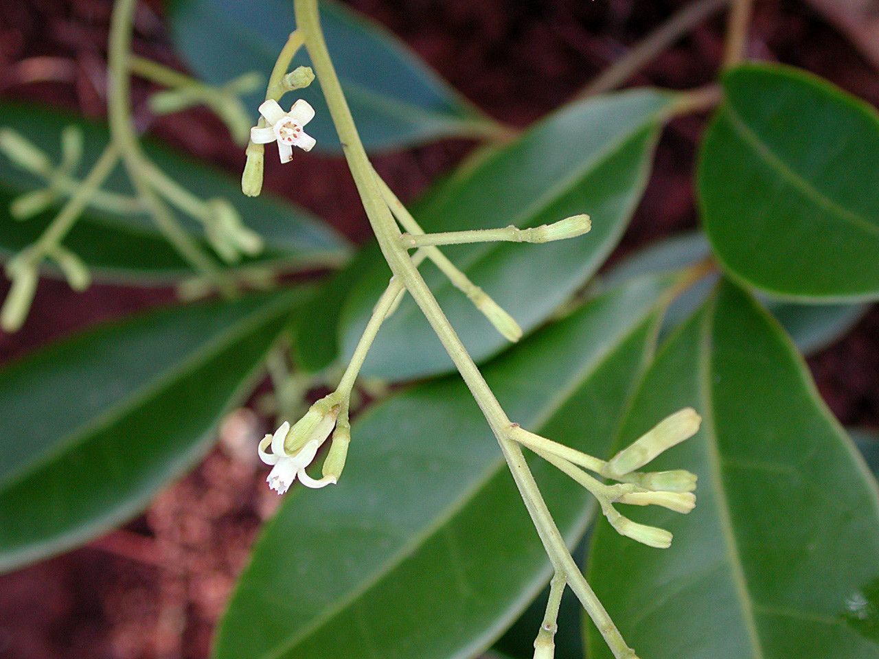 Dysoxylum canalense habit