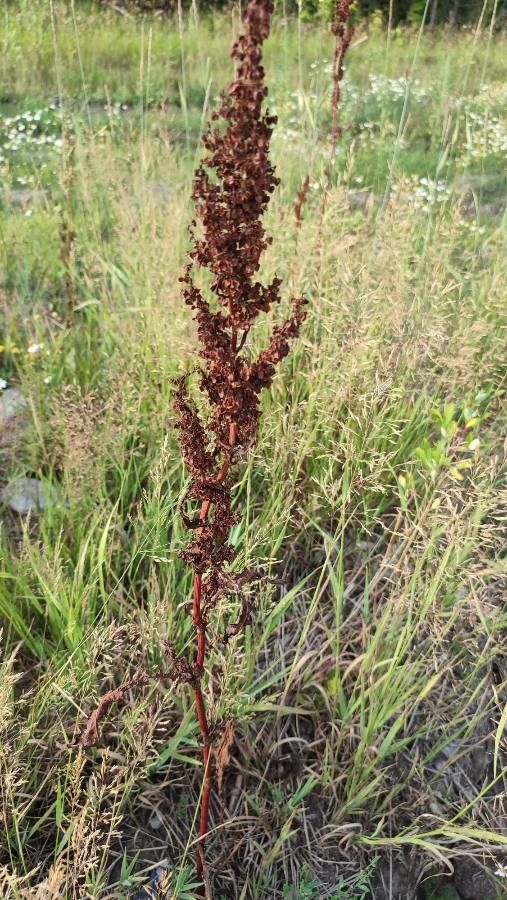Rumex pseudonatronatus habit